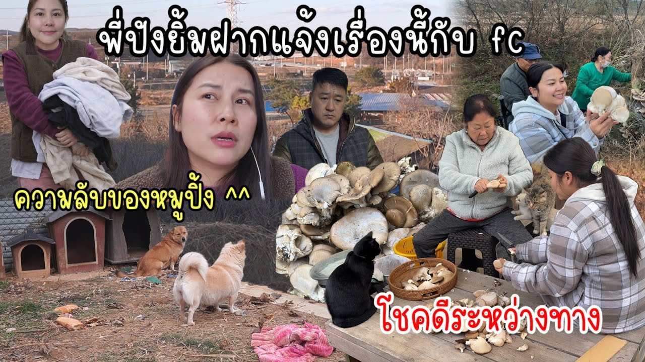 EP.1001 พี่ปังยิ้มฝากให้มาแจ้งเรื่องนี้กับ FC ค่ะ แม่ไปปลุกซอแต่เช้า เดินข้างทางอยู่ดี ๆ ก็เจอเห็ด