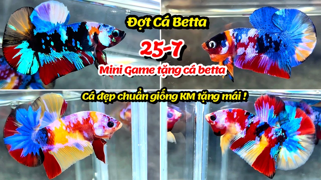 Đợt Cá Betta 25-7 Black Base Nemo, Multicolor Galaxy, Metalic, Red, Yellow FC cá đẹp chuẩn giống ! 