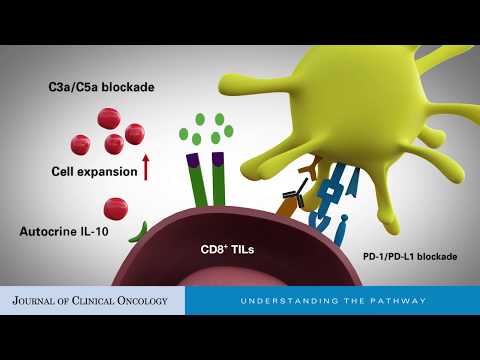 Video: Interleukin-32 9 Inhibuje Nádory Podporující účinky CCL18 Vylučovaného Makrofágy Na Rakovinu Prsu