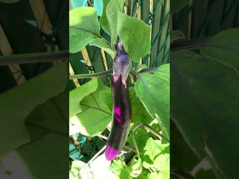 Video: Okraruttotiedot – Okra-kukkien ja hedelmäruton hallinta