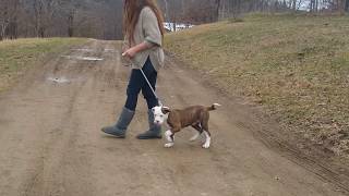 How To Train Your Puppy Crate, Obedience and Leash Training  Alapaha Blue Blood Bulldogs