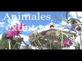 Documental animales extintos - Cajabamba, Cajamarca - PERU