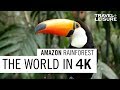 Amazon rainforest  the world in 4k  travel  leisure