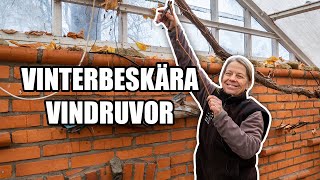 Vinterbeskära vindruvor - Kosters Trädgårdar