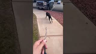 Creeping Up On Chula With A Stick