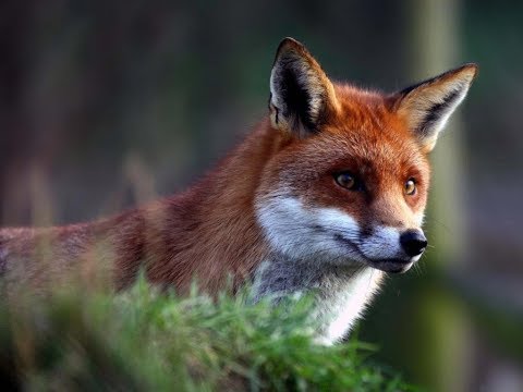 BBC: Наедине с природой: Сказка о большом злом лисе (2004)