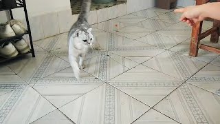 cute cat play with the tiny ball very happy || record with my cat&#39;s life