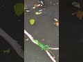 Basilisk Lizard in Costa Rica running on water