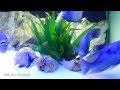 Blue Dolphin Tank