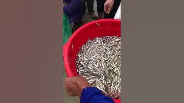 Cá cơm tươi roi rói sáng sớm vào bờ, Đánh bắt cá cơm biển Đà Nẵng.