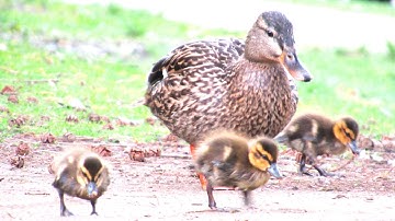 Mama Duck Protecting Ducklings Call Sounds
