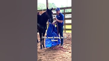 Working With A Spooky & Reactive Paso Fino! Part 5 | The Horse Guru - Michael Gascon