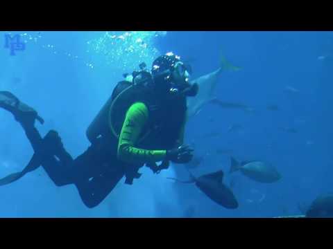 The Lost Chambers Aquarium I Dubai Darshan Vlog (Hindi) #8 I  दुबईकर दादूस