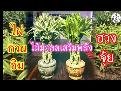 "ไผ่กวนอิม" การปลูกและจัดวางเพื่อเสริมพลังฮวงจุ้ยบ้าน | Lucky Bamboo