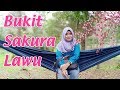 Bukit sakura lawu pesona wisata tawangmangu karanganyar