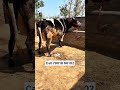 3 timer tokad cow