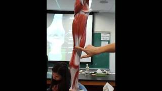 Human Anatomy - Leg