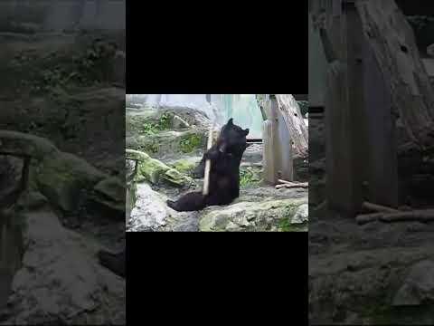 الصعايدة جم