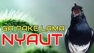 Ga pake lama kacer malas bunyi jadi nyaut ngeplong gacor dengar pancingan kacer ngeplong satu ini!