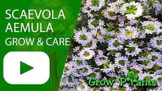 Scaevola aemula - grow and care (Fairy fan flower )