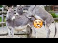 Beautiful #donkey enjoying together 🤩| Donkey breeding|| Donkey mating|| gadha gadhi ke sath 😜