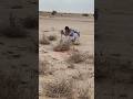خدج سمان فري مريعي 2025 التغطيه Birds 