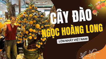 Khám Phá Cây Đào Ngọc Hoàng Long 188 Quả Lớn Nhất Việt Nam