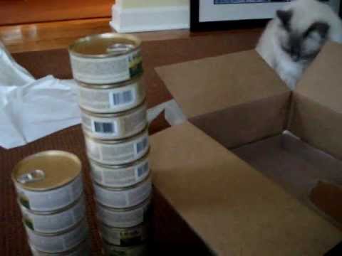 Ragdoll Cats Receive All Natural Cat Food from Nature's Logic - ラグドール