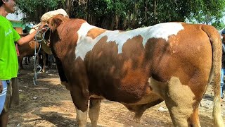 19.500 !! Simental Super Gak Laku !! Sepi Pembeli Bakule Pusing !! Pasar Sapi Tuban