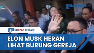 Viral Video Elon Musk Diduga Heran Lihat Gerombolan Burung Gereja saat Peresmian Starlink di Bali