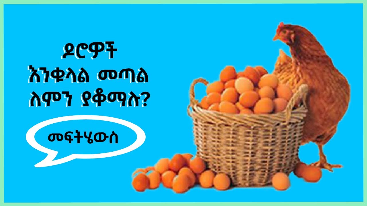 ዶሮዎች እንቁላል መጣል ለምን ያቆማሉ? መፍትሄው || Why Layers stop laying eggs? & the solution.