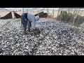 Dry Fish making in Goa | صنع الأسماك الجافة في غوا | Journey For Food