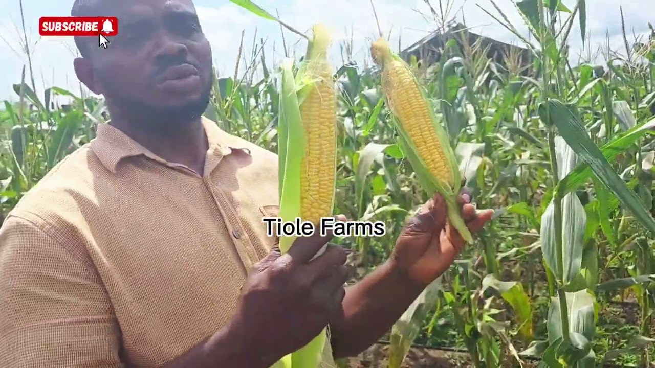 CUCUMBER AND SWEET CORN SECTION
