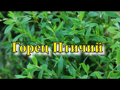 Горец птичий - Что это такое и чем оно полезно?