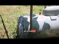 Deer Pruned Paulownia Tree Regrowth
