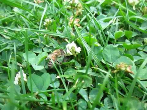 Video: Bekommen Bienen Nektar vom Klee?