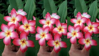 DIY Tutorial Cara membuat Bunga Hias dari Plastik Kresek | How to make Flower from Plastic Bag