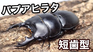 ニューギニア産のヒラタクワガタの紹介【クワガタ飼育】