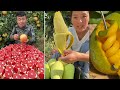 Farm fresh ninja fruit cutting  oddly satisfying fruit ninja 11