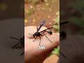 Top 3 Deadliest Wasps Ever…! #usa #top3 #shorts