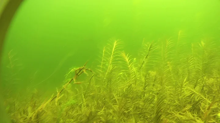 Shawnigan Lake Bass ignoring my lure