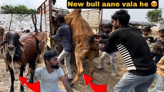 New Kabra Bull Aane Vala He 