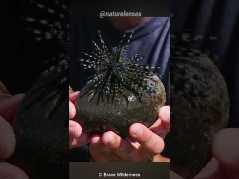 Videó: Az ízeltlábú tengeri sün?