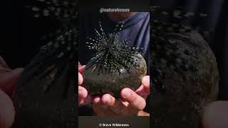 Sea Urchin | The Bizarre Spiky Creature