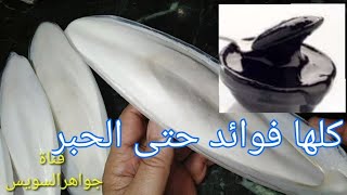 السبيط والسوبيا كلها فوائد حتى الحبر الأسود كله أحماض أمينية للياقة البدنية