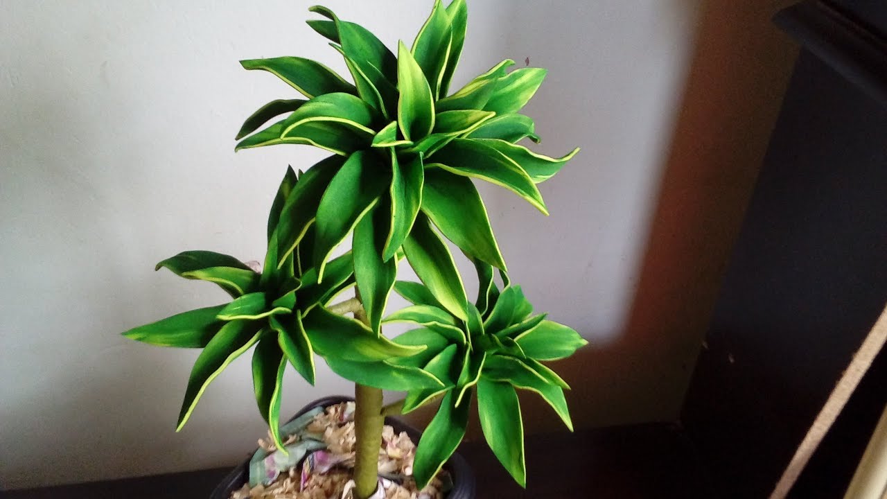 PASSO A PASSO  PAU D ÁGUA.  [COQUEIRO DE VÉNUS].  DE E.V.A