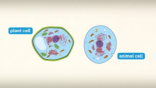 Did You Know: The Difference Between an Animal Cell and a Plant Cell | Encyclopaedia Britannica