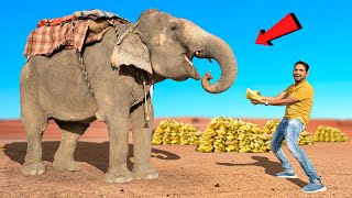 भूखा हाथी कितने केले खायेगा ?  Elephant Eating Test ?