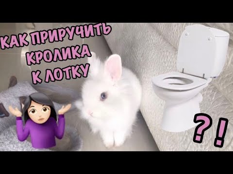 Как Приучить Кролика к Лотку