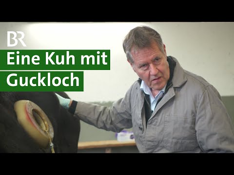 Video: Warum stecken Bauern Magnete in den Magen von Kühen?